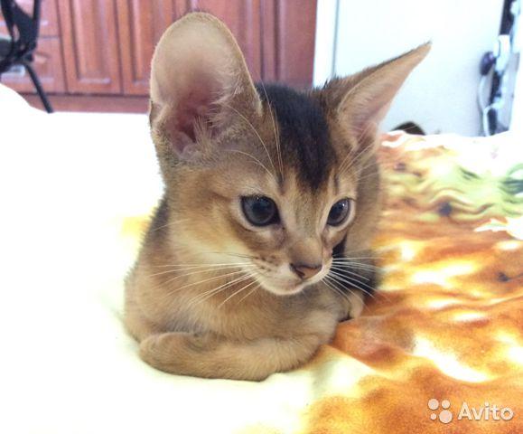 Photo and development of the Abyssinian kitten in 1 -9 month