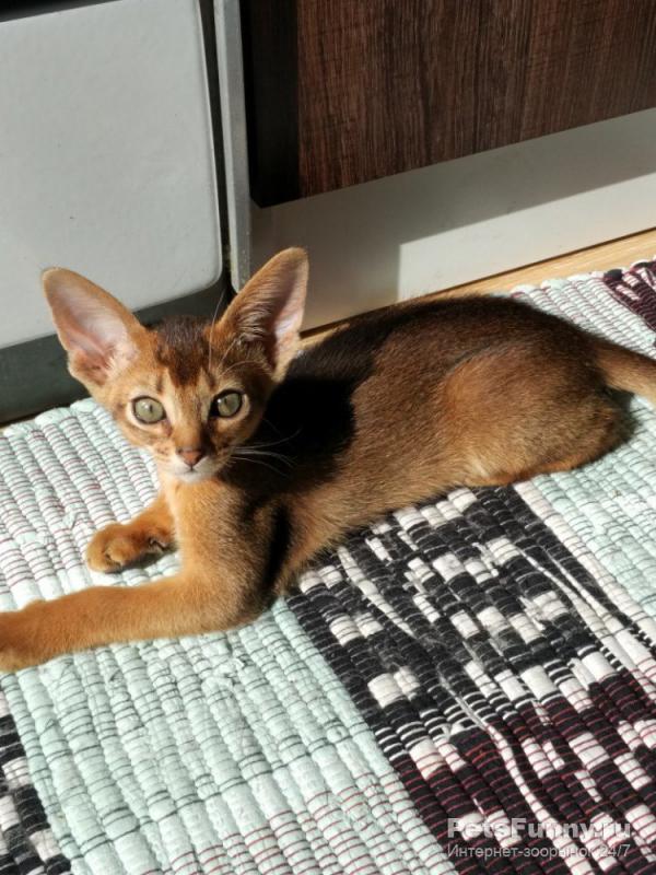 Photo and development of the Abyssinian kitten in 1 -9 month
