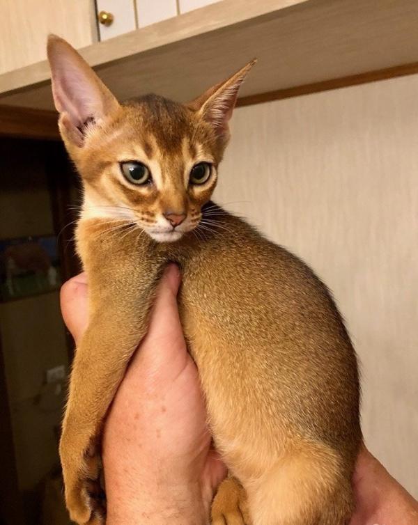 Photo and development of the Abyssinian kitten in 1 -9 month