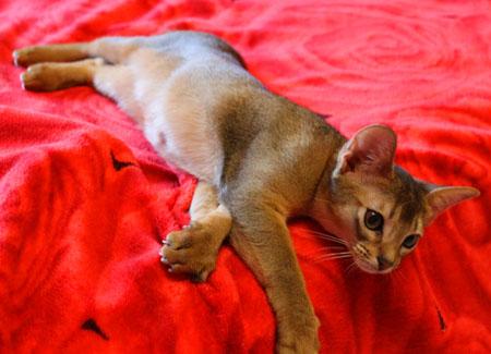 Photo and development of the Abyssinian kitten in 1 -9 month
