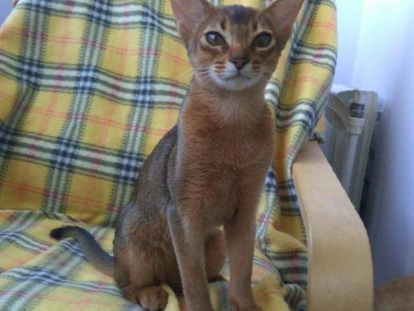 Photo and development of the Abyssinian kitten in 1 -9 month