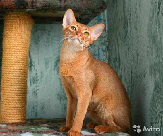 Photo and development of the Abyssinian kitten in 1 -9 month