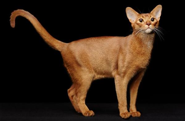 Photo and development of the Abyssinian kitten in 1 -9 month