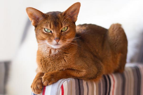 Photo and development of the Abyssinian kitten in 1 -9 month