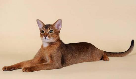 Photo and development of the Abyssinian kitten in 1 -9 month