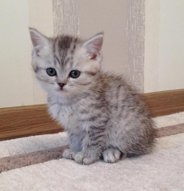 Photo and development of a British kitten in 1-12 month