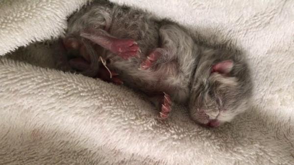 Photo and development of a British kitten in 1-12 month