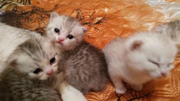 Photo and development of a British kitten in 1-12 month