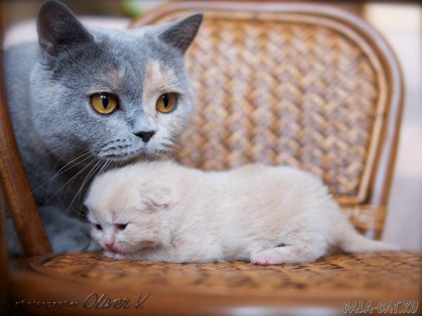 Photo and development of a British kitten in 1-12 month