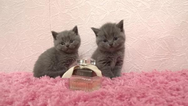 Photo and development of a British kitten in 1-12 month