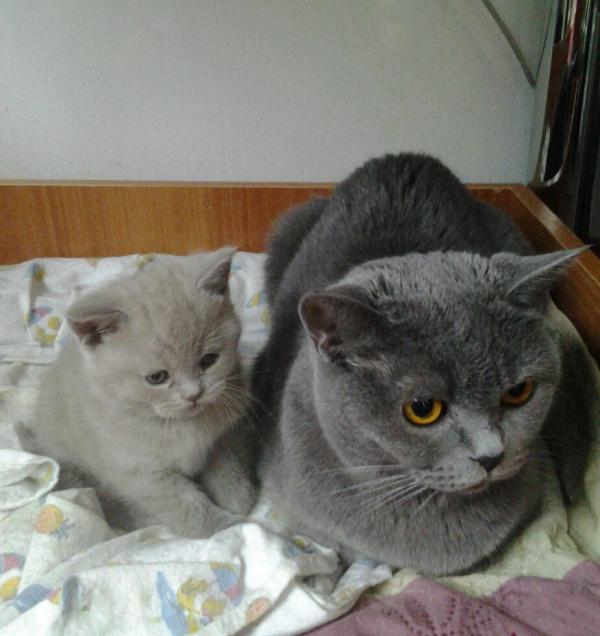Photo and development of a British kitten in 1-12 month