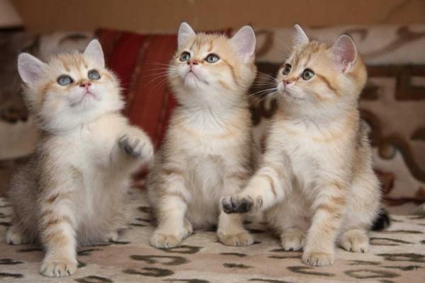 Photo and development of a British kitten in 1-12 month