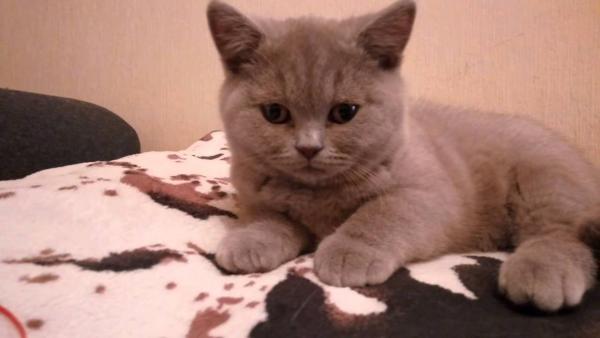Photo and development of a British kitten in 1-12 month