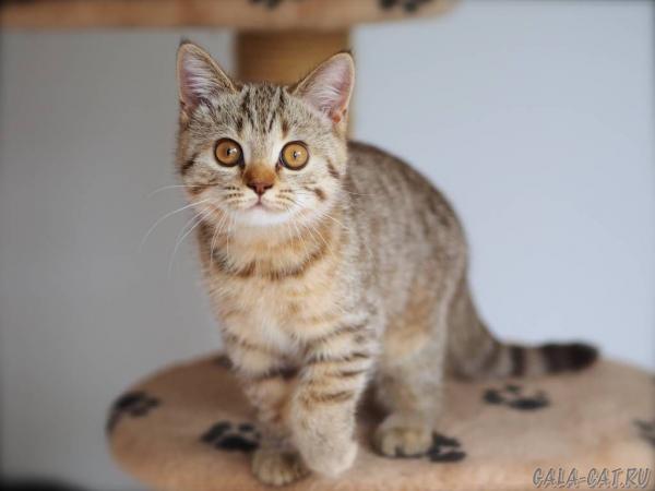 Photo and development of a British kitten in 1-12 month