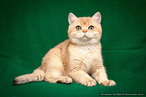 Photo and development of a British kitten in 1-12 month