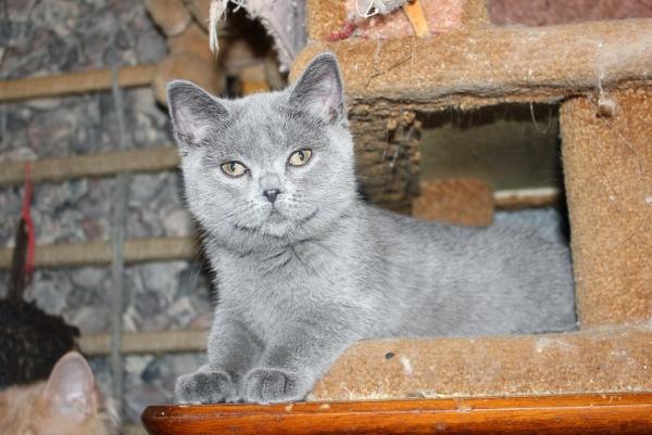 Photo and development of a British kitten in 1-12 month