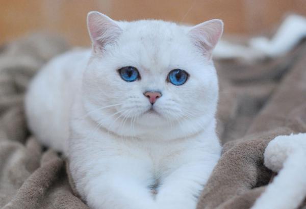 Photo and development of a British kitten in 1-12 month
