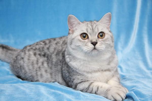 Photo and development of a British kitten in 1-12 month