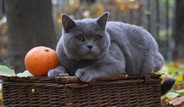 Photo and development of a British kitten in 1-12 month
