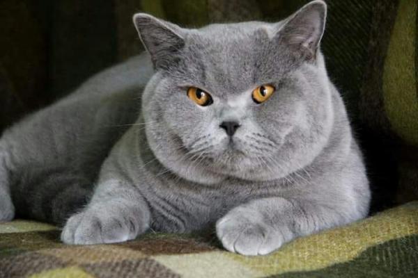 Photo and development of a British kitten in 1-12 month