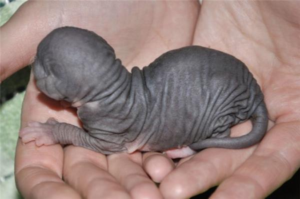 Photo and development of the Canadian sphinx in 1 -6 month