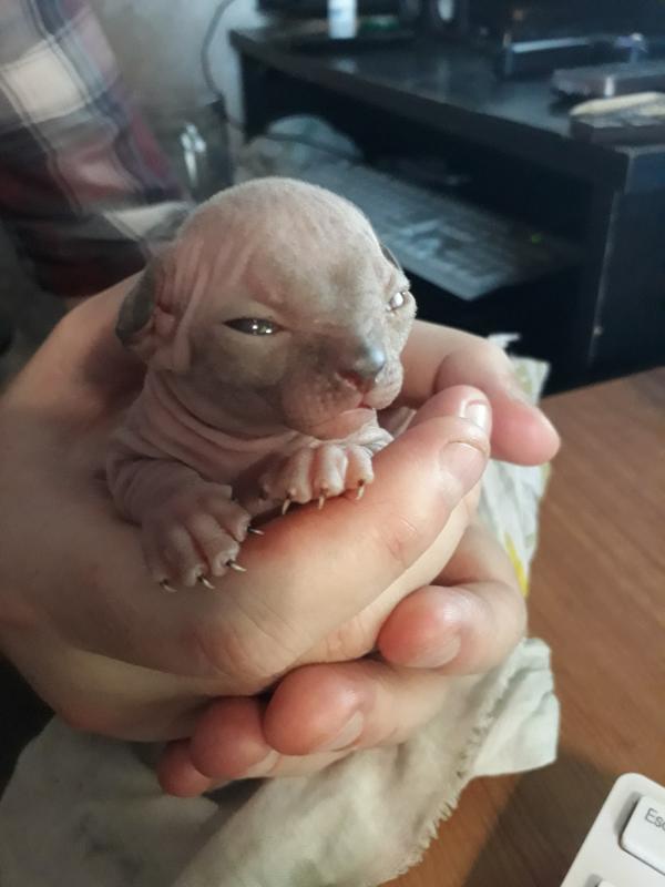 Photo and development of the Canadian sphinx in 1 -6 month
