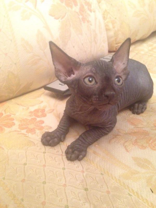 Photo and development of the Canadian sphinx in 1 -6 month