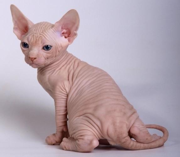 Photo and development of the Canadian sphinx in 1 -6 month