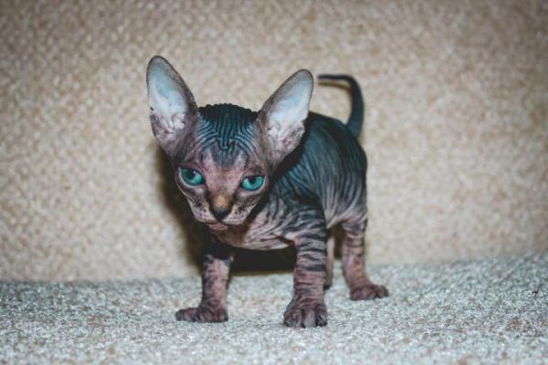 Photo and development of the Canadian sphinx in 1 -6 month