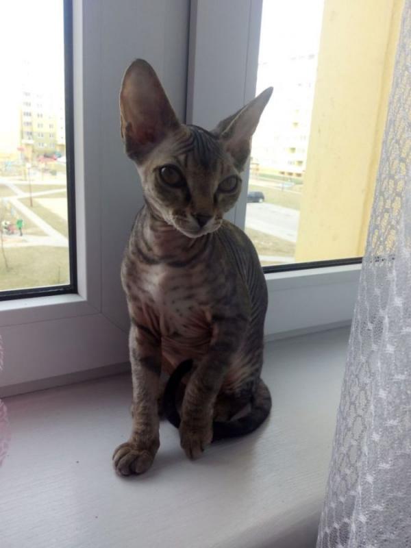 Photo and development of the Canadian sphinx in 1 -6 month