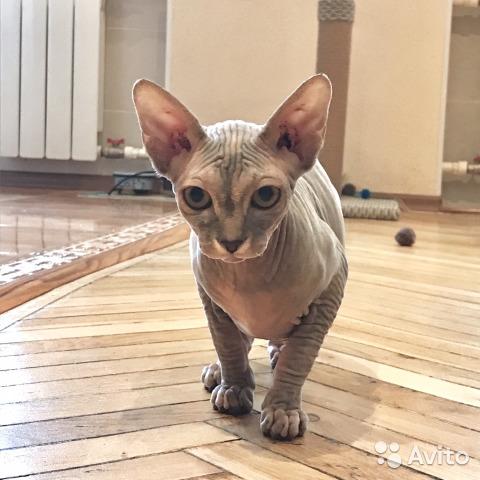 Photo and development of the Canadian sphinx in 1 -6 month