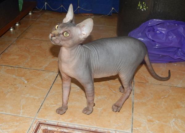 Photo and development of the Canadian sphinx in 1 -6 month