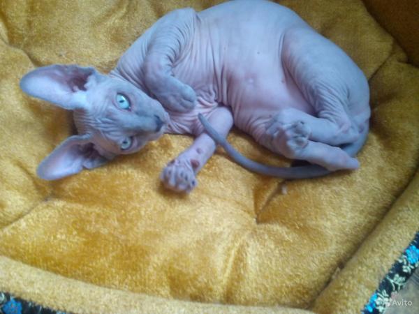 Photo and development of the Canadian sphinx in 1 -6 month