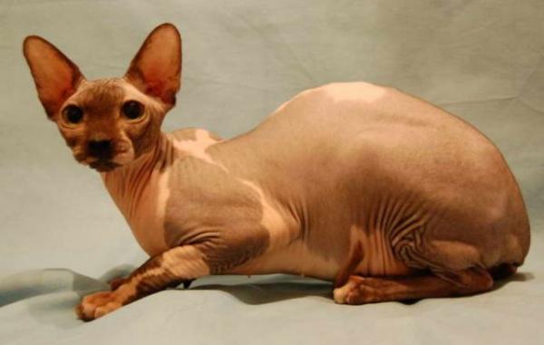 Photo and development of the Canadian sphinx in 1 -6 month