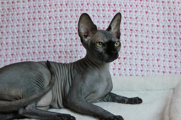 Photo and development of the Canadian sphinx in 1 -6 month