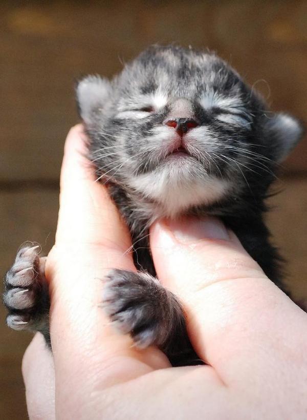 Maine Coon kitten photo and development 1 -6 month