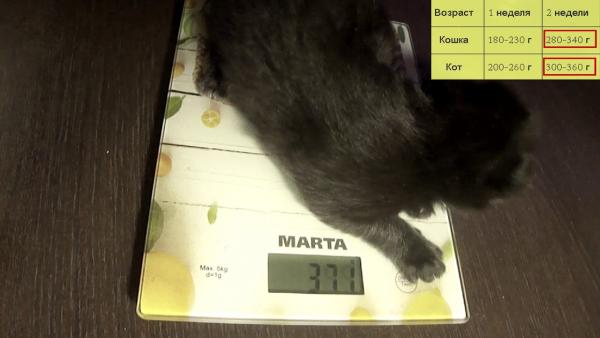 Maine Coon kitten photo and development 1 -6 month