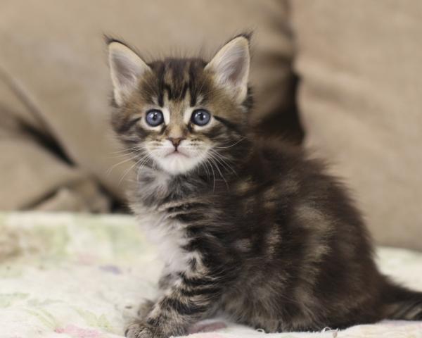 Maine Coon kitten photo and development 1 -6 month