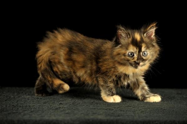 Maine Coon kitten photo and development 1 -6 month
