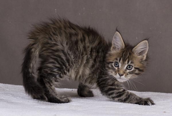 Maine Coon kitten photo and development 1 -6 month