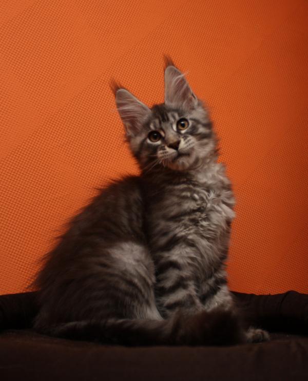 Maine Coon kitten photo and development 1 -6 month