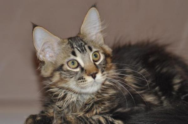 Maine Coon kitten photo and development 1 -6 month