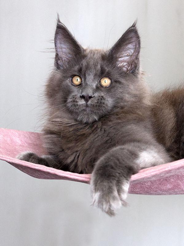 Maine Coon kitten photo and development 1 -6 month