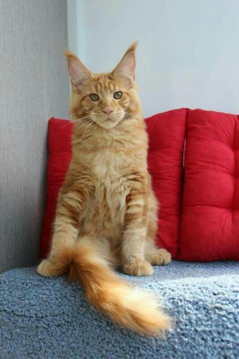 Maine Coon kitten photo and development 1 -6 month