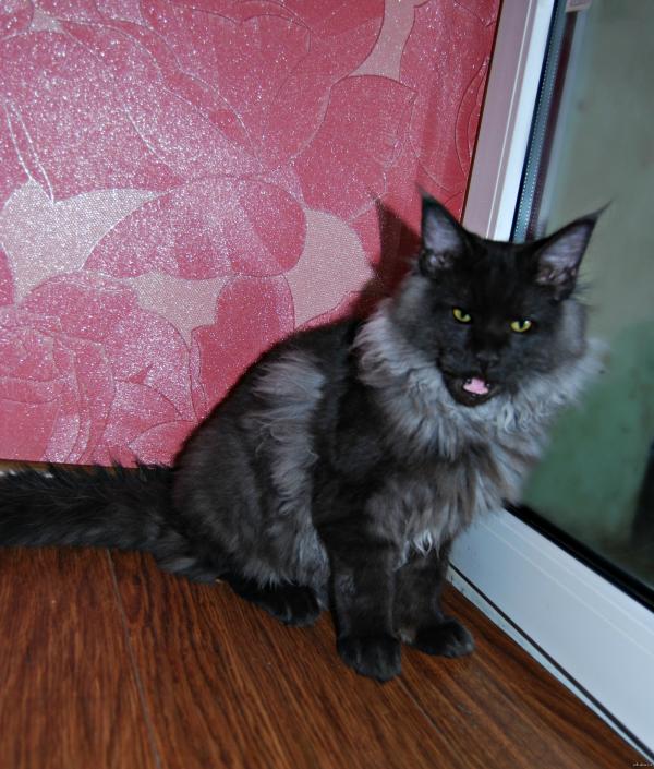 Maine Coon kitten photo and development 1 -6 month