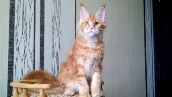Maine Coon kitten photo and development 1 -6 month