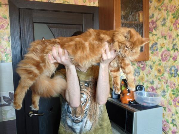 Maine Coon kitten photo and development 1 -6 month