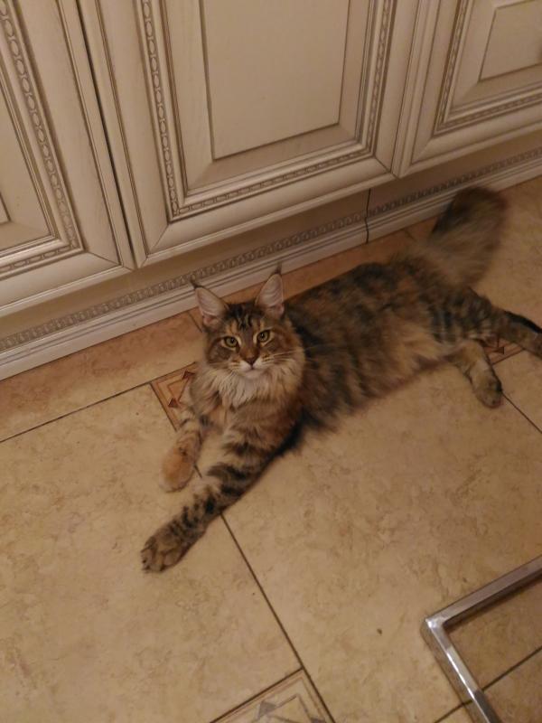 Maine Coon kitten photo and development 1 -6 month