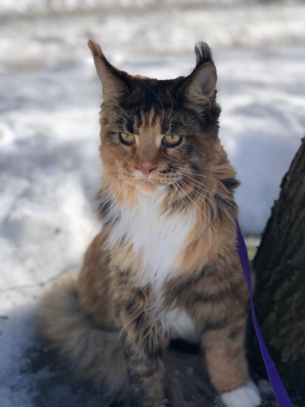 Maine Coon kitten photo and development 1 -6 month