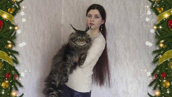Maine Coon kitten photo and development 1 -6 month